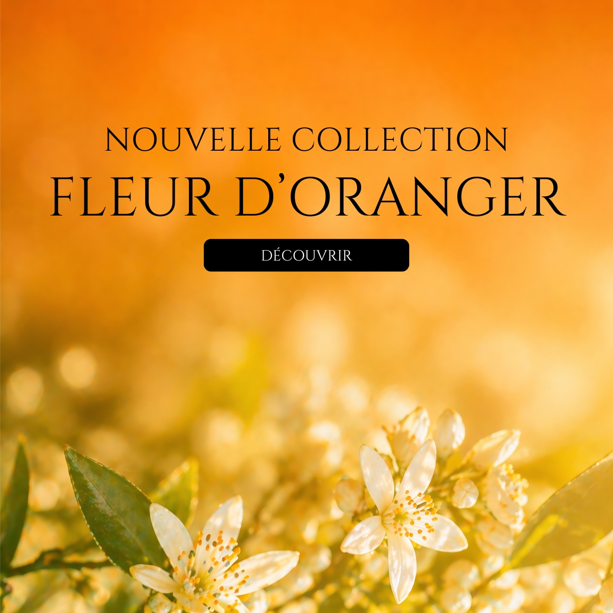 Nouvelle Collection Fleur d'Oranger